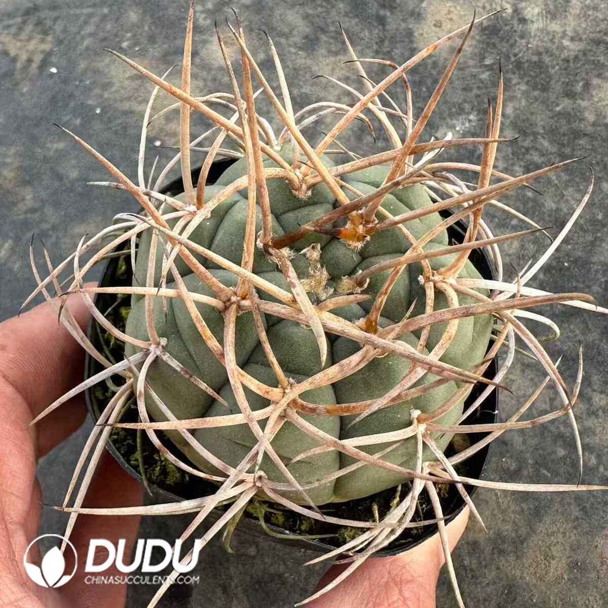 e201-484.jpg Gymnocalycium Strong Spine Hikari-Rin - 画像 (1)