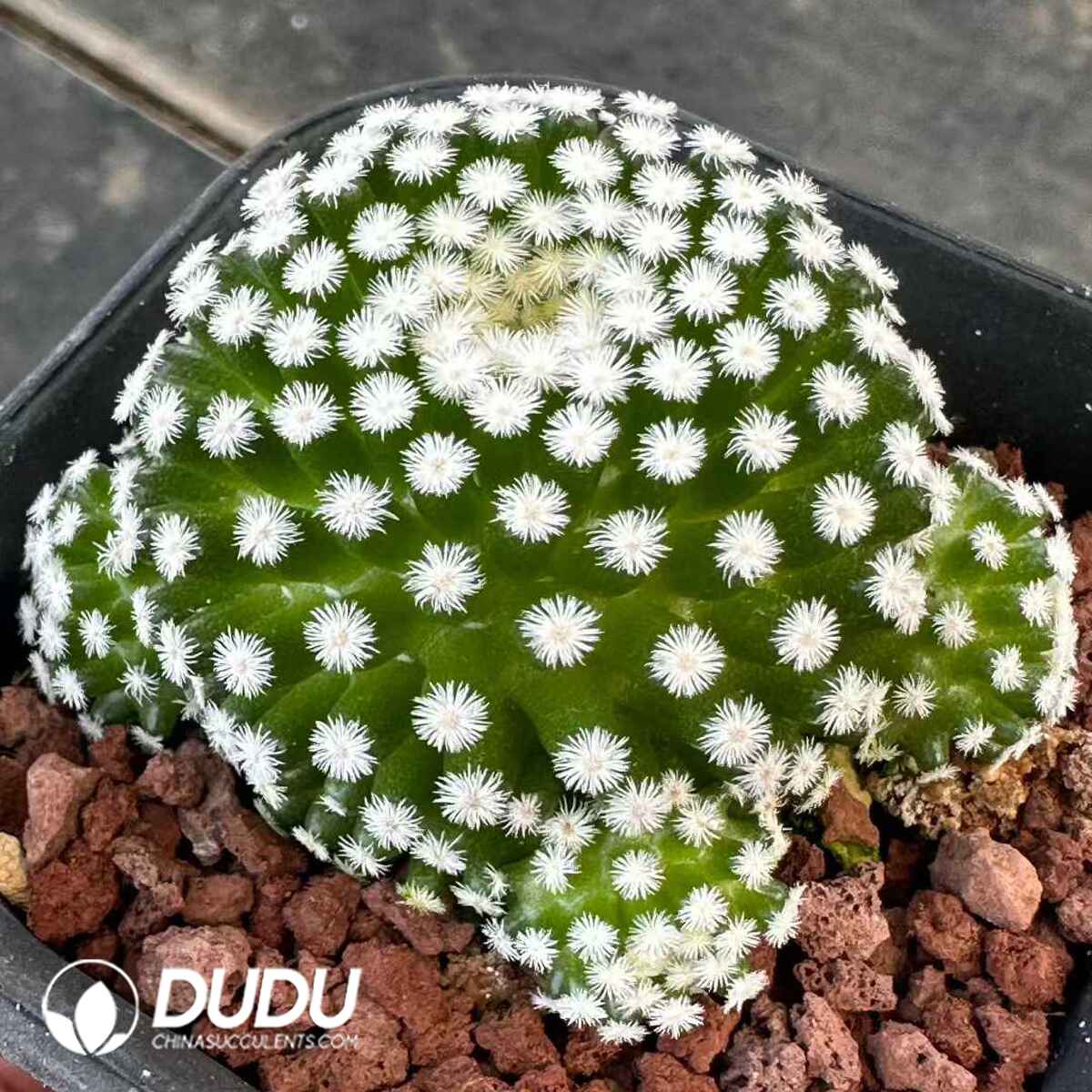 e201-485.jpg Mammillaria Fotou Shunsei (with pups) - 画像 (1)