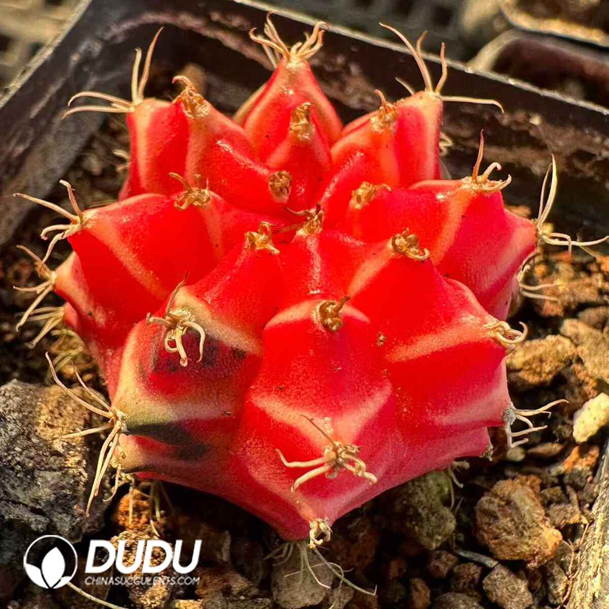 e201-499.jpg Gymnocalycium Botan Variegated - 画像 (1)