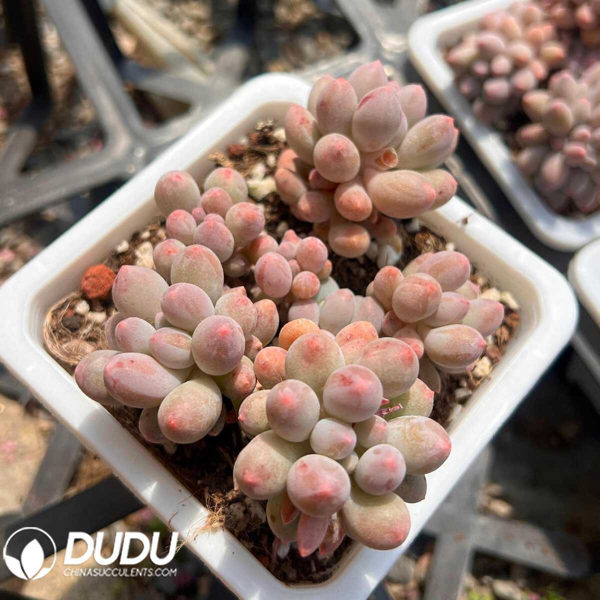 e201-5-1.jpg Pachyphytum Milk Beans Clustering - 画像 (1)