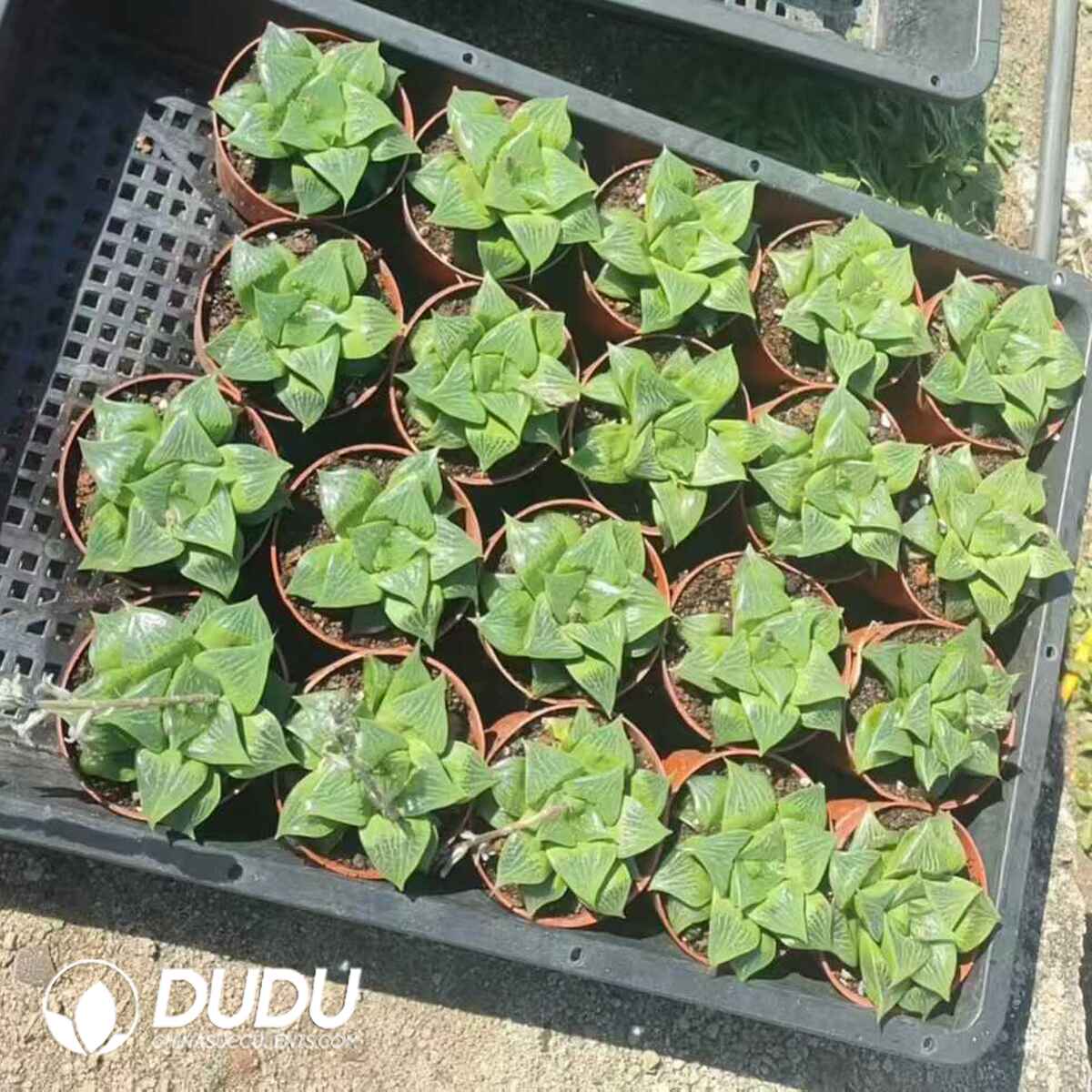 e201-500-1.jpg Haworthia Bujyu - 画像 (1)