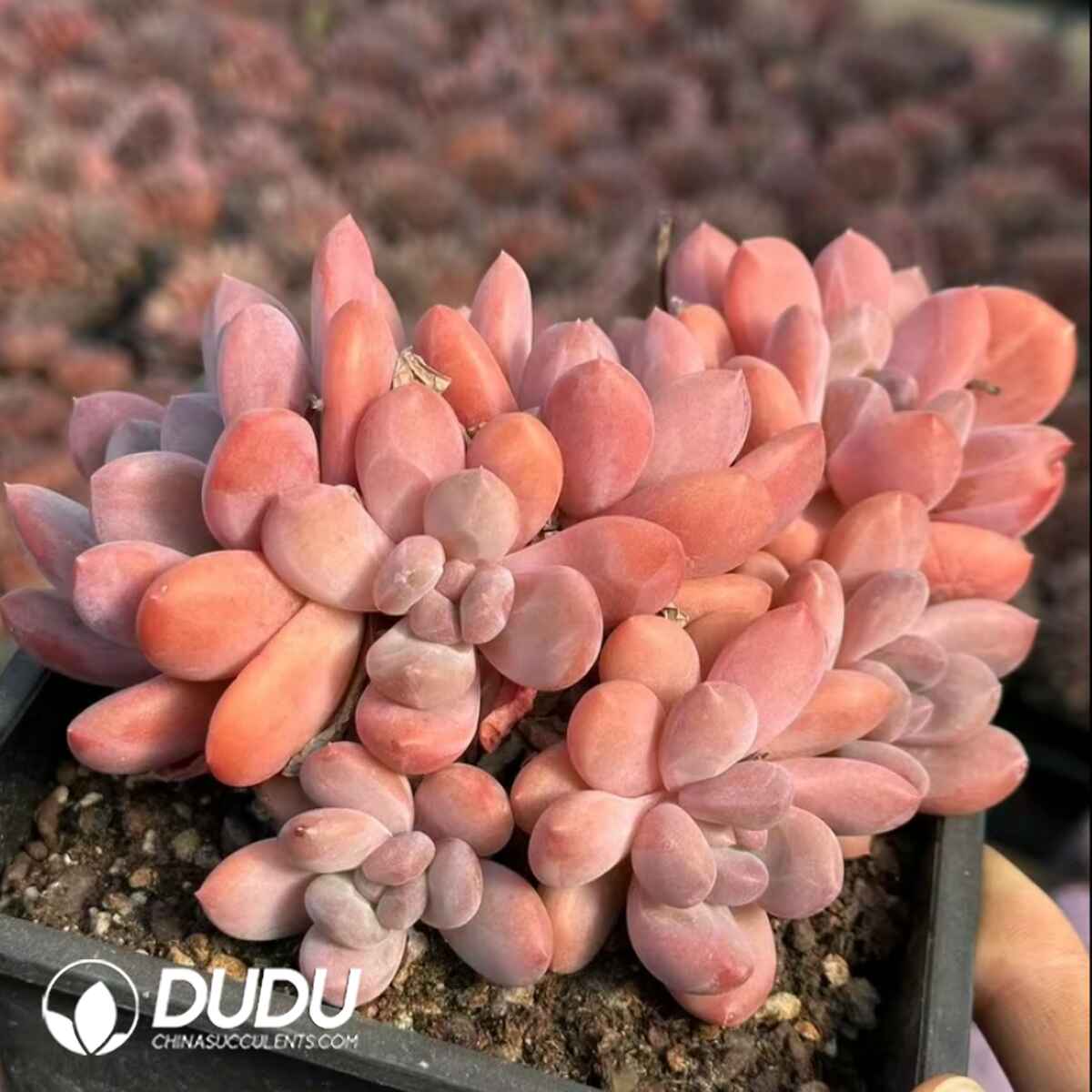 e201-52.jpg Pachyphytum Colorful Candy clustering pink variant - 画像 (1)