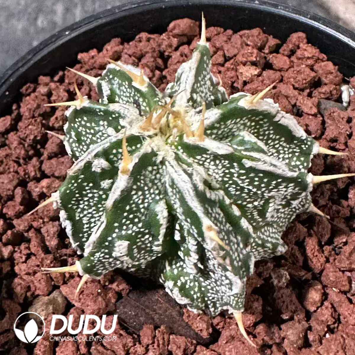 e201-527.jpg Cactus-Astrophytum ornatum f. Fukuryu - 画像 (1)