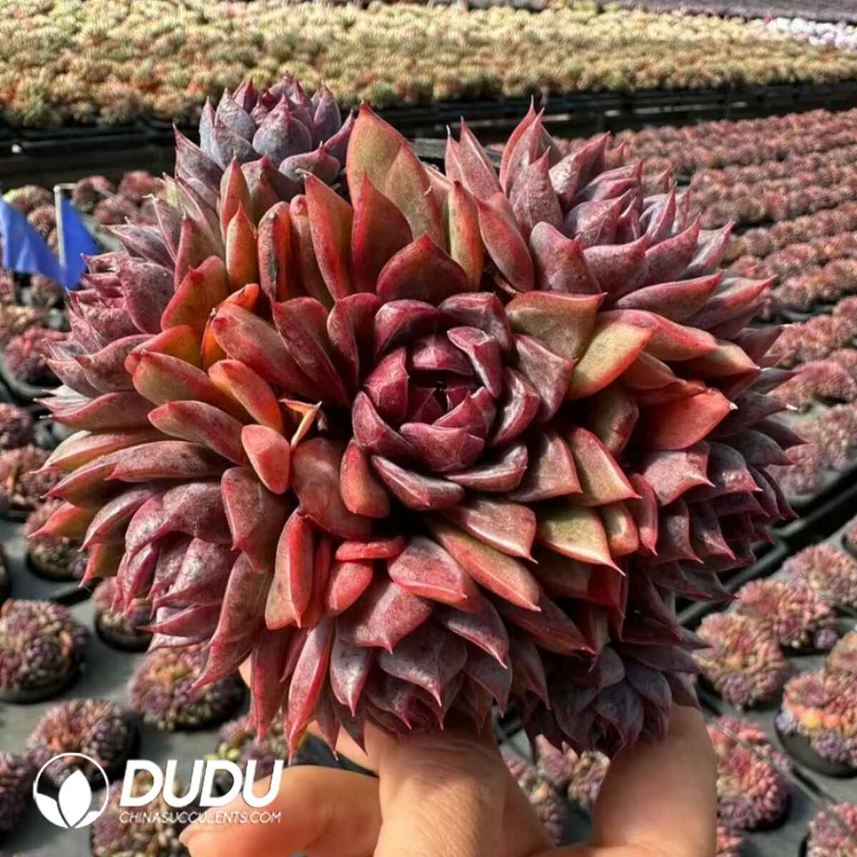 e201-53.jpg Echeveria Blueberry delicate clustering - 画像 (1)