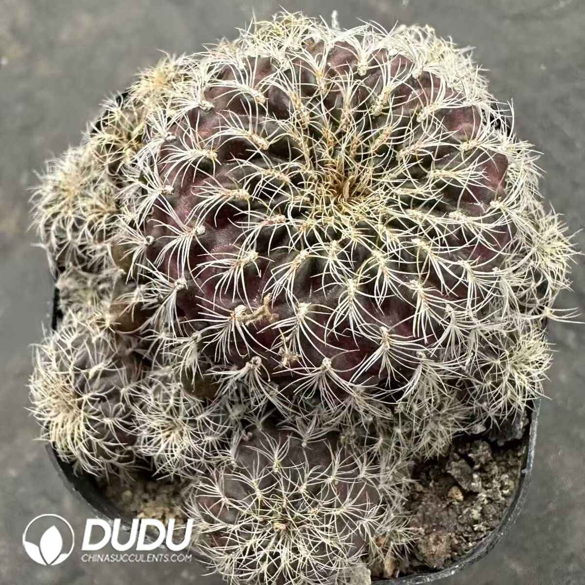 e201-531.jpg Cactus-Lobivia Robert Clustering - 画像 (1)