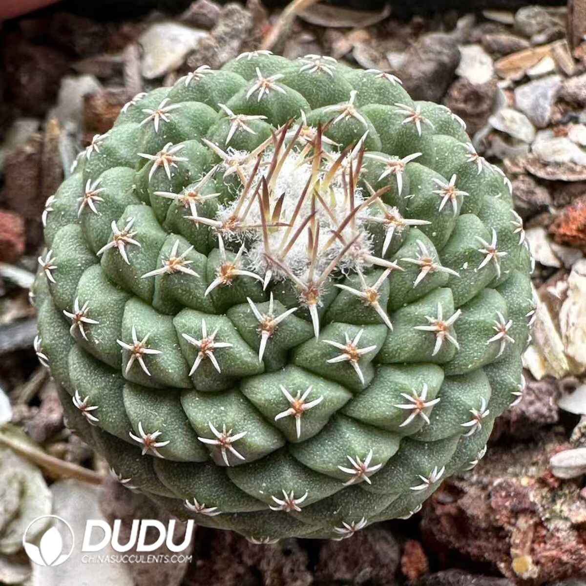 e201-538.jpg Cactus-Strombocactus disciformis - 画像 (1)