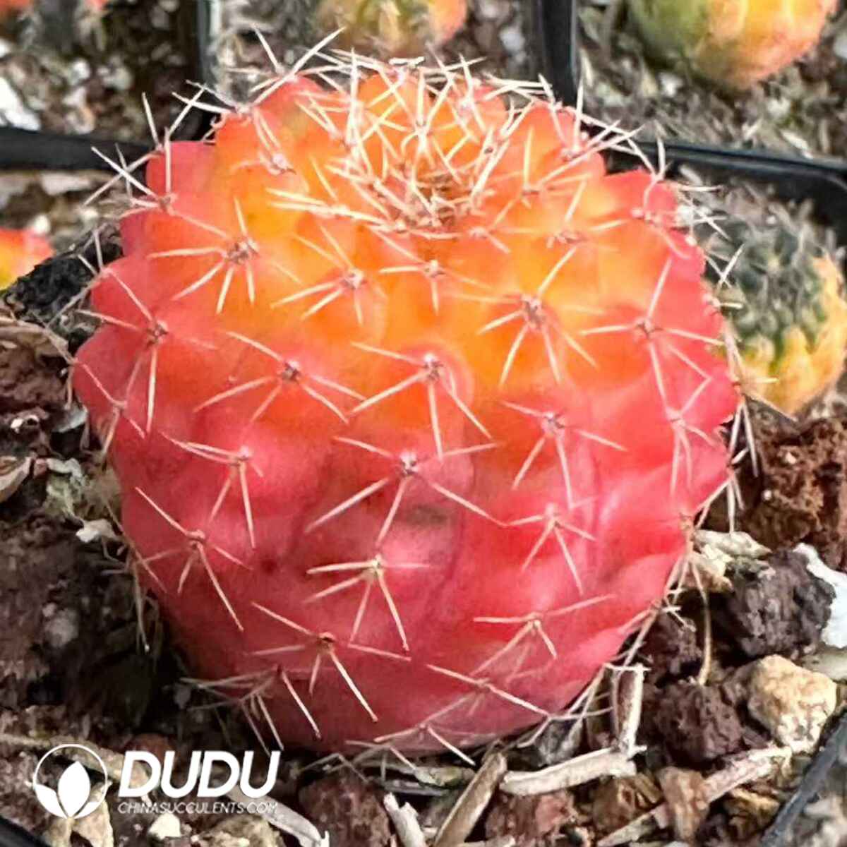 e201-539.jpg Cactus-Gymnocalycium mihanovichii subsp. - 画像 (1)