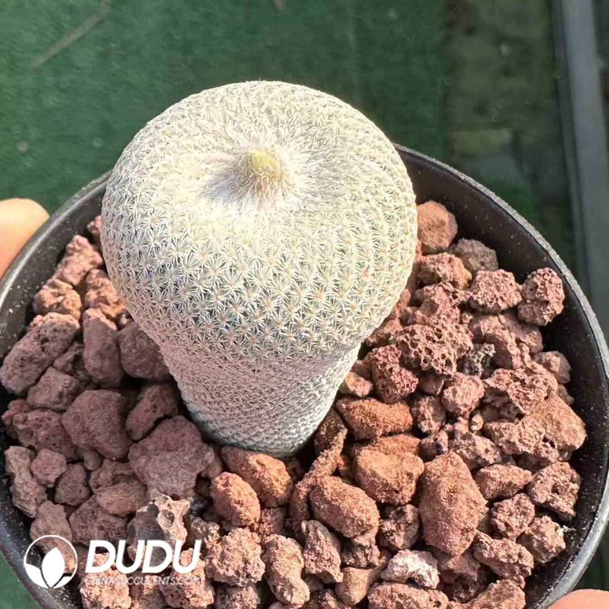 e201-544.jpg Cactus-Epithelantha bokei) - 画像 (1)