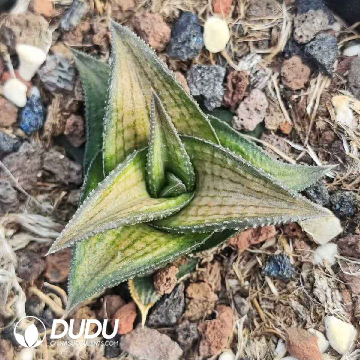 e201-547.jpg Haworthia venosa subsp. tessellata - 画像 (1)