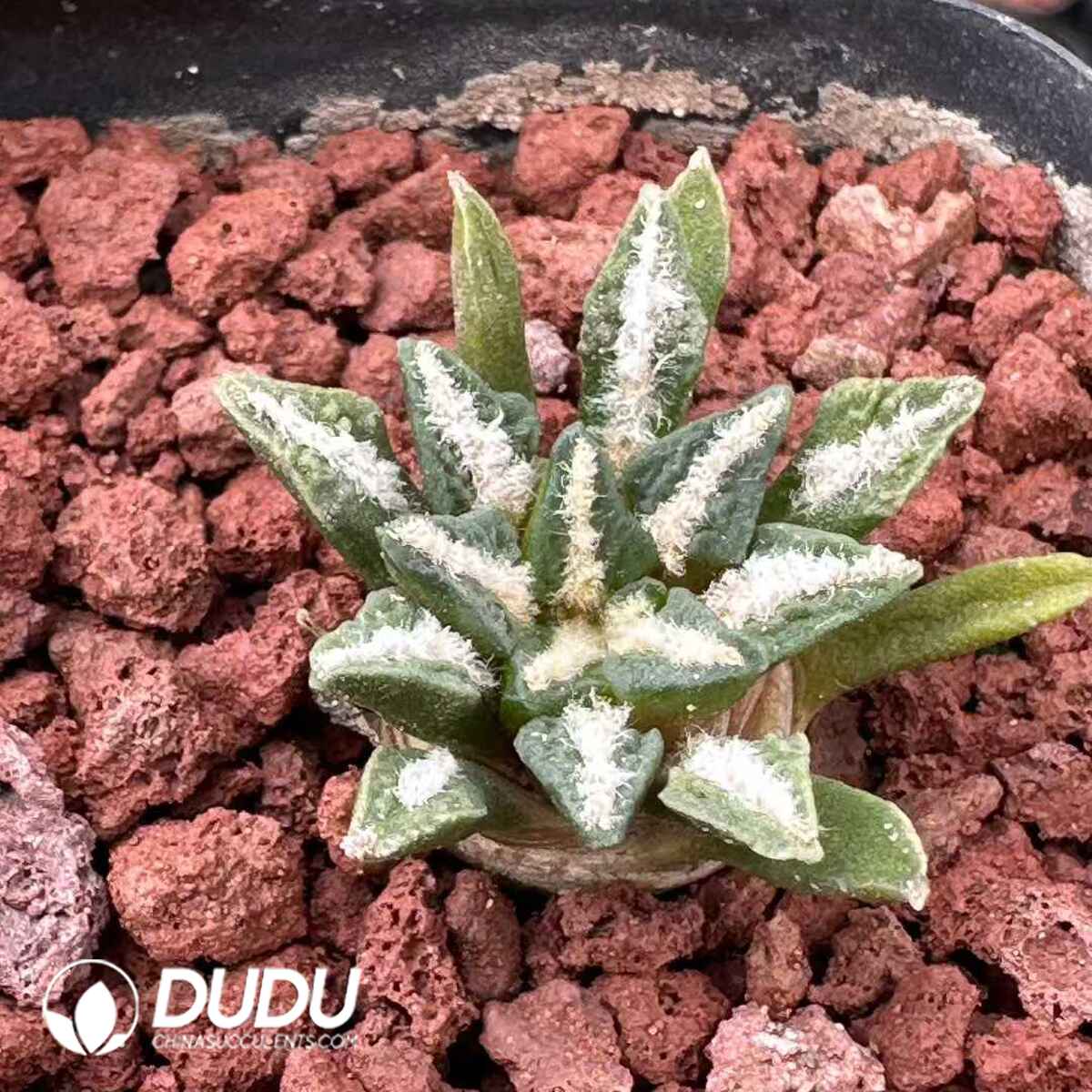 e201-567.jpg Ariocarpus Kotschoubeyanus - 画像 (1)