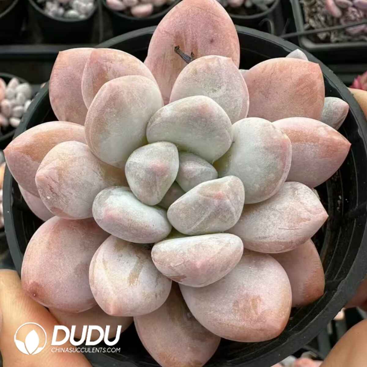 e201-57.jpg Pachyphytum Fortune Beauty(single/double head random) - 画像 (1)