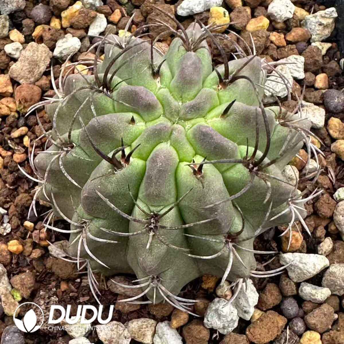 e201-579.jpg Eriosyce Paucicostata - 画像 (1)