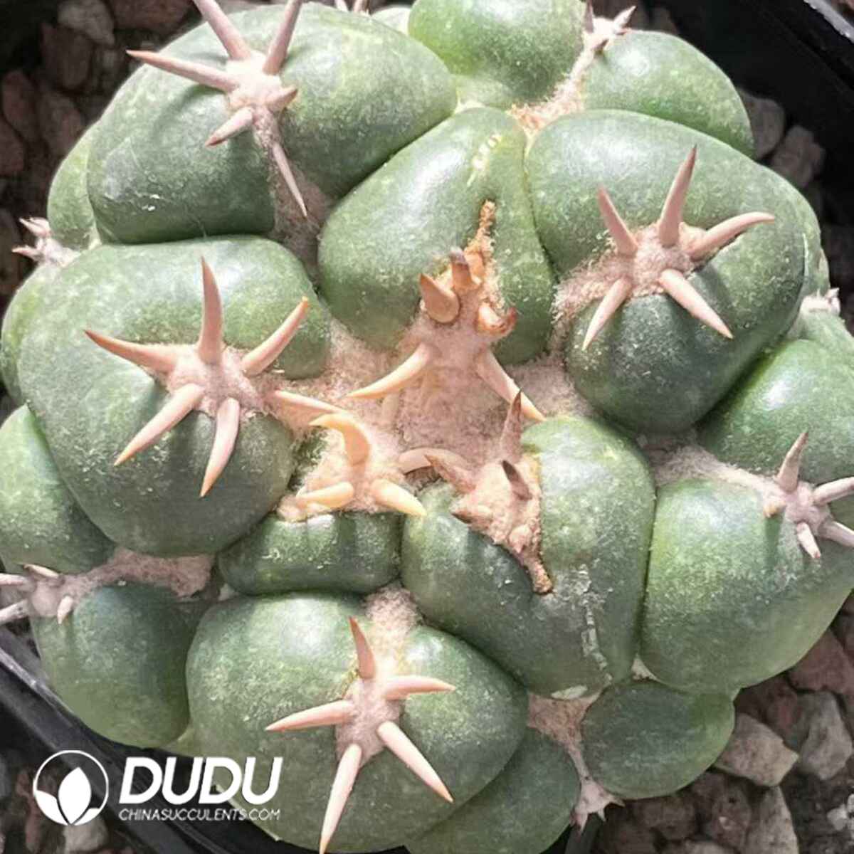 e201-584.jpg Coryphantha Elephantidens - 画像 (1)