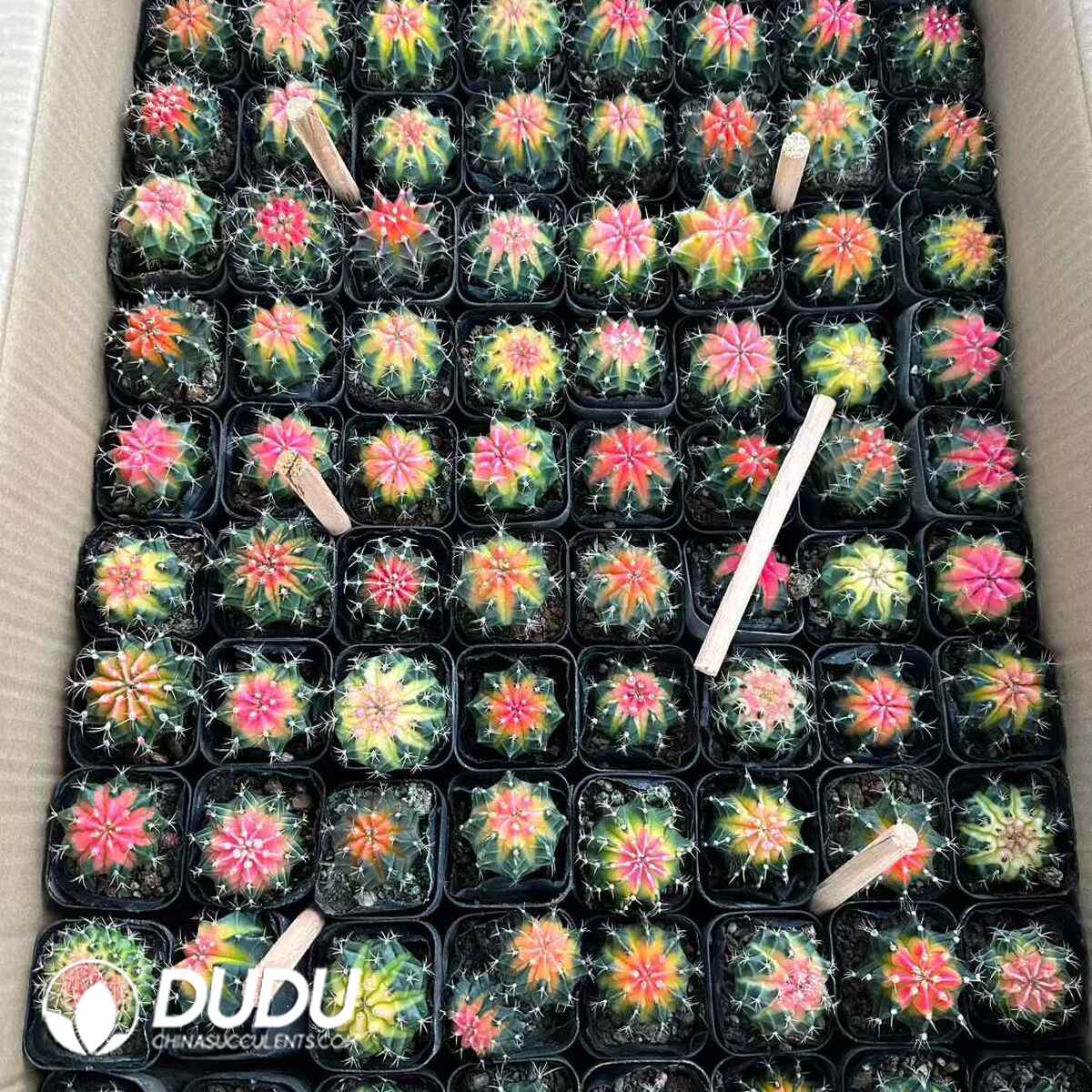 e201-588.jpg Gymnocalycium Mihanovichii Chemically Variegation - 画像 (1)