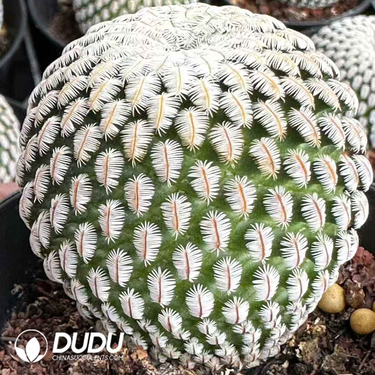 e201-594.jpg Cactus-Solisia Pectinata - 画像 (1)