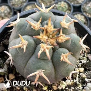 Cactus-Gymnocalycium Spegazzinii