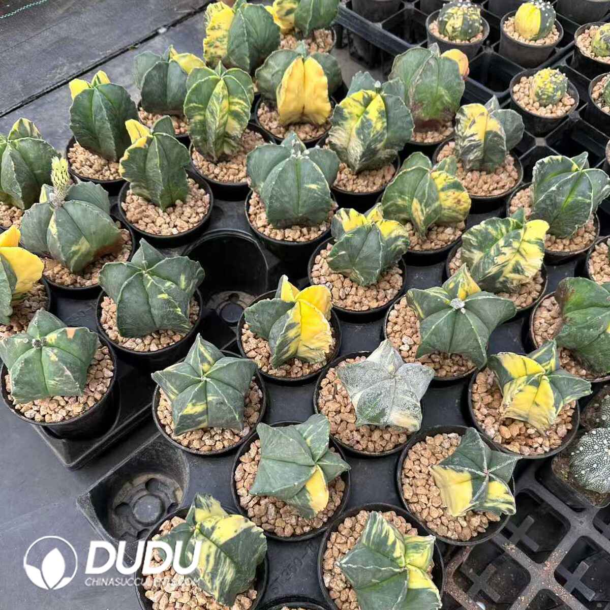 e201-605.jpg Cactus-Astrophytum Myriostigma Speckle Variegated - 画像 (1)