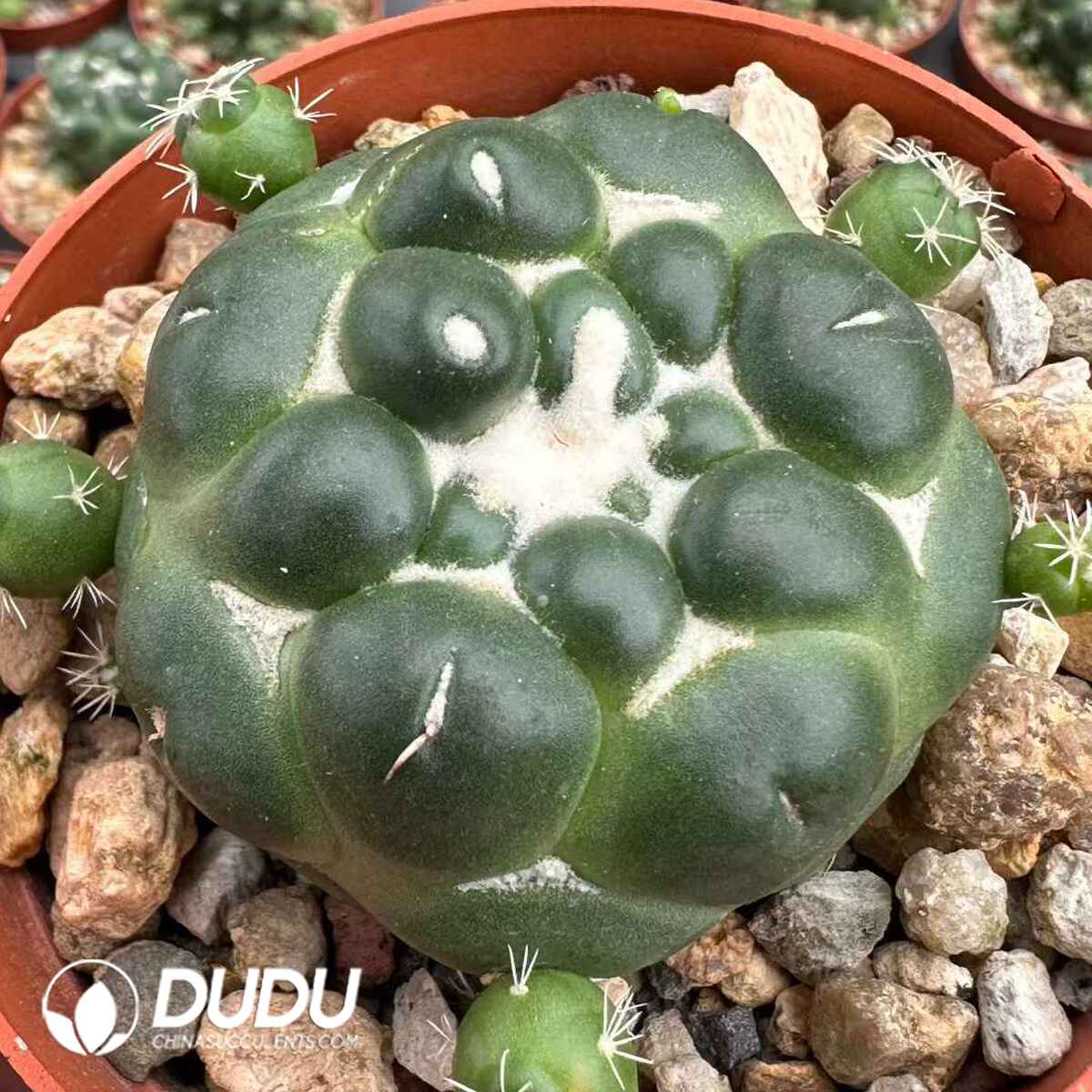 e201-607.jpg Coryphantha Tianyan - 画像 (1)