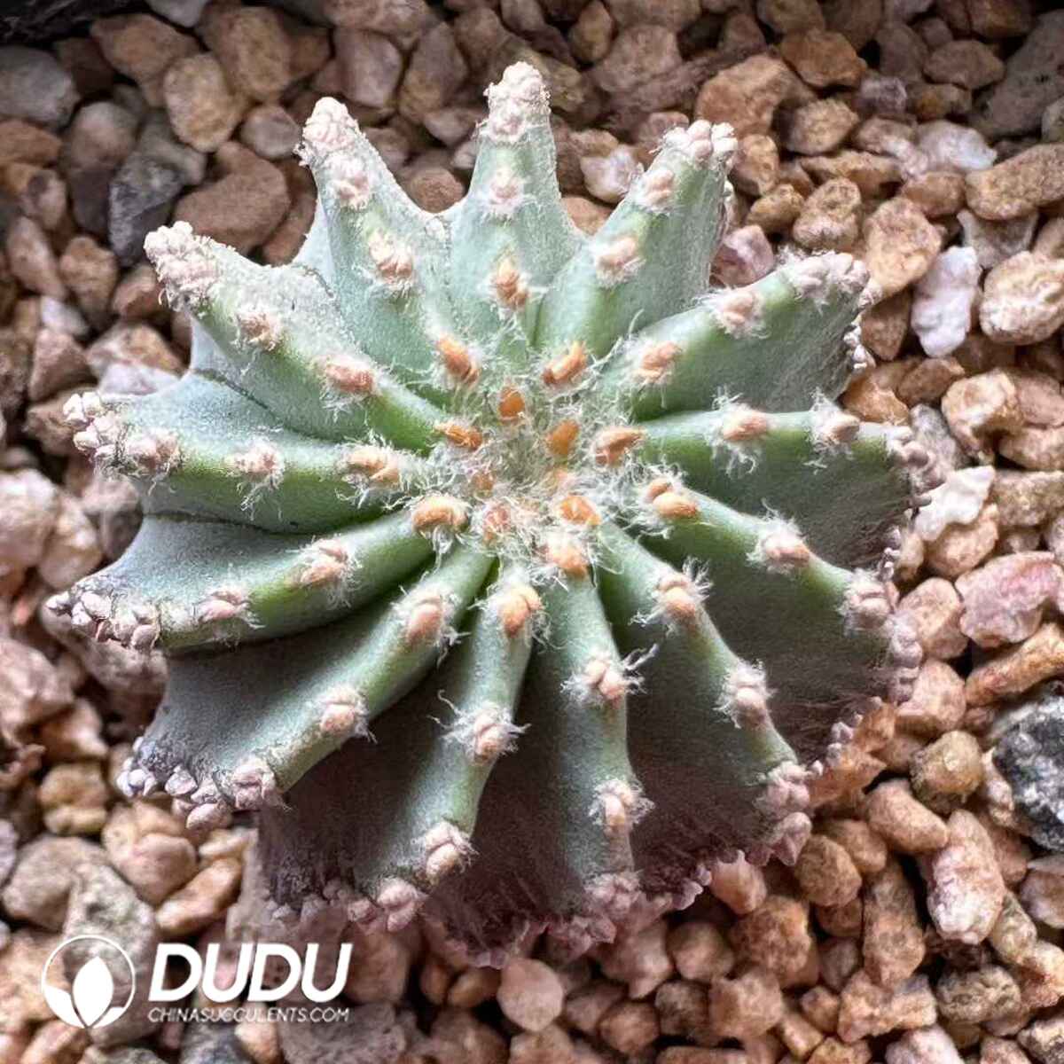 e201-619.jpg Aztekium ritteri - 画像 (1)