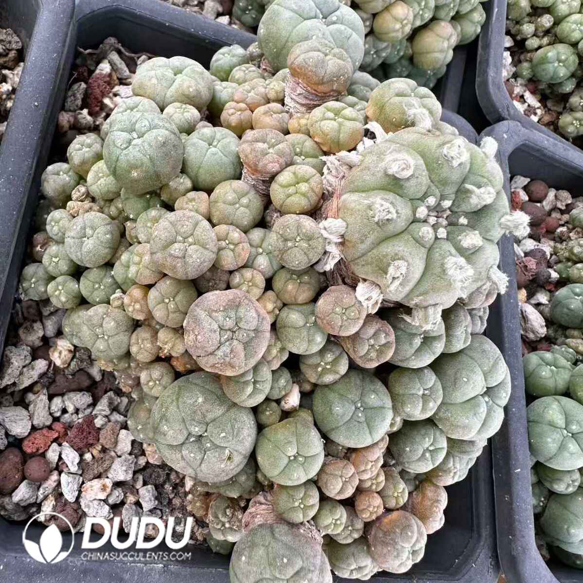 e201-625.jpg Lophophora Fish Clustering - 画像 (1)