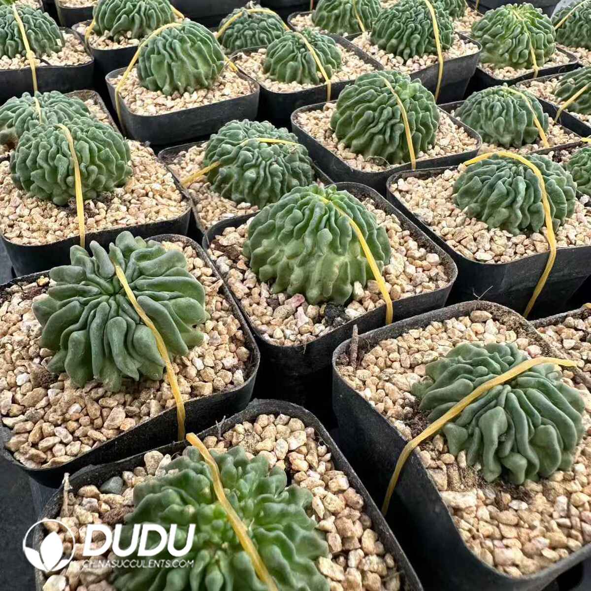 e201-630.jpg Echinofossulocactus albatus Tadpole - 画像 (1)