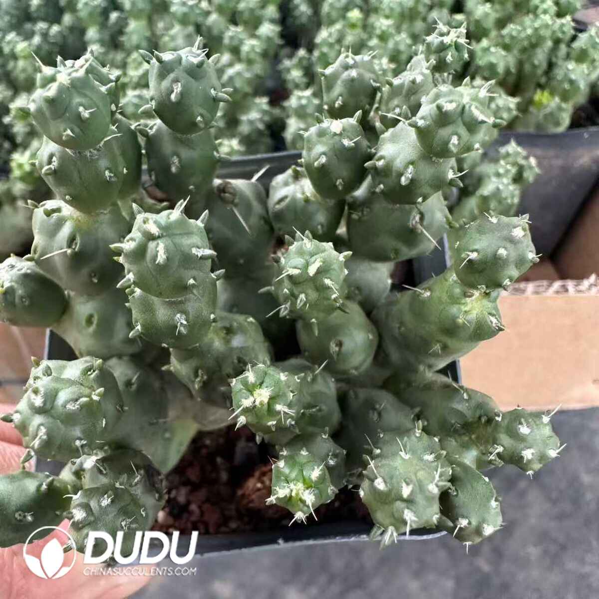 e201-631.jpg Opuntia Light Cavalry - 画像 (1)