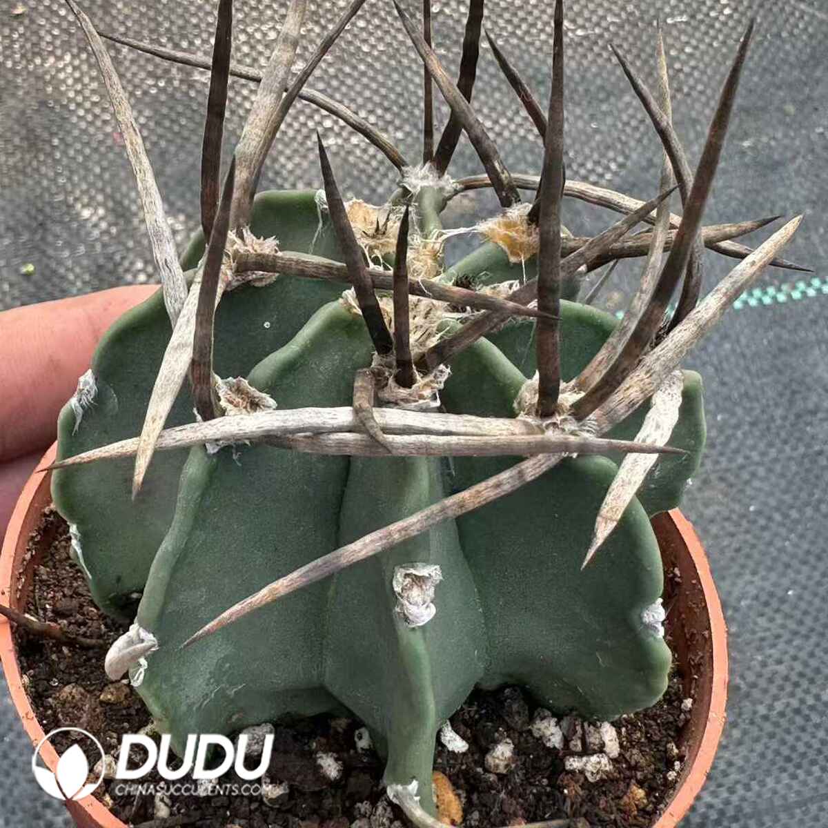 e201-635.jpg Astrophytum Buffalo Horn - 画像 (1)