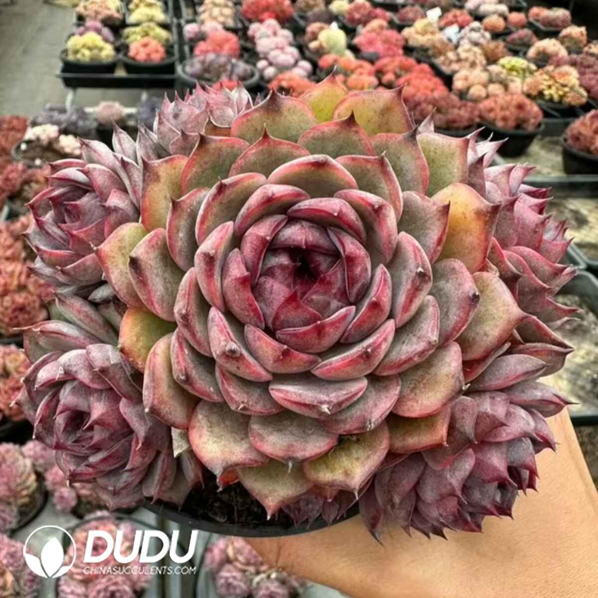 e201-73.jpg Echeveria Xuan Yun Three Head Cluster - 画像 (1)