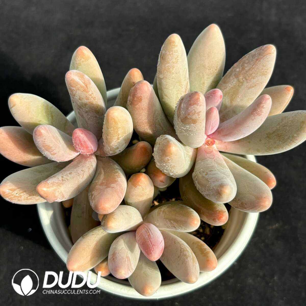 e201-731.jpg Pachyphytum Ganzhou Clustering - 画像 (1)