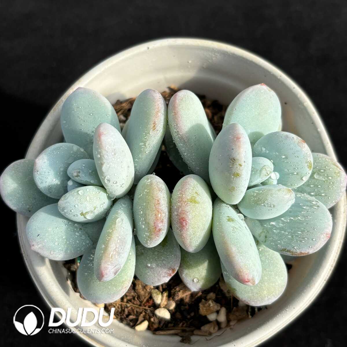 e201-733.jpg Pachyphytum Snow Beauty Double Heads - 画像 (1)