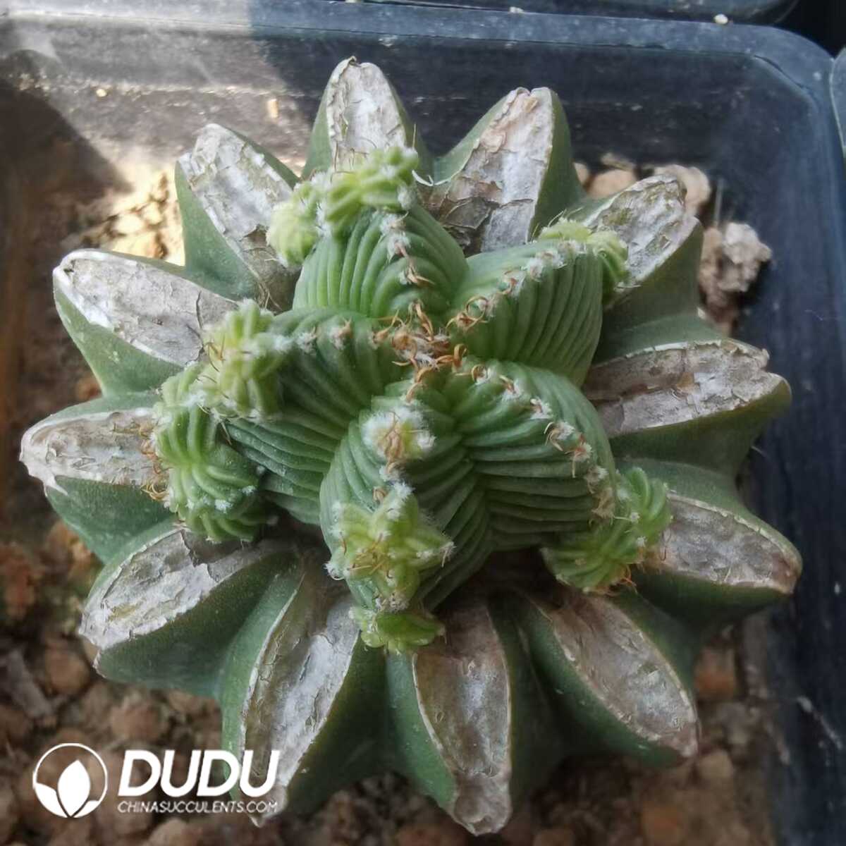 e201-777.jpg (Grafted)Aztekium Ritteri Five Star - 画像 (1)