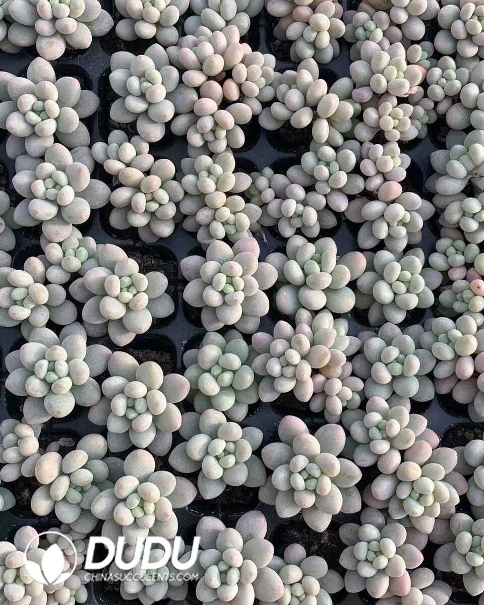 e201-9.jpg 105pcs Pachyphytum Jenny Beauty Seedlings - 画像 (1)