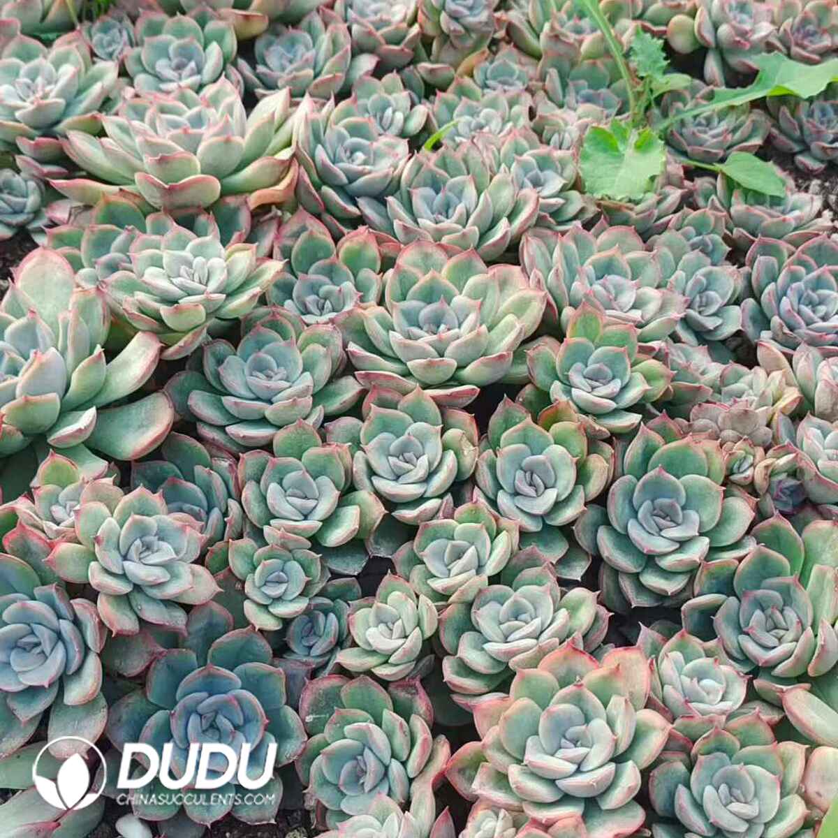 e201-93.jpg 500pcs Echeveria Orion Cuttings - 画像 (1)