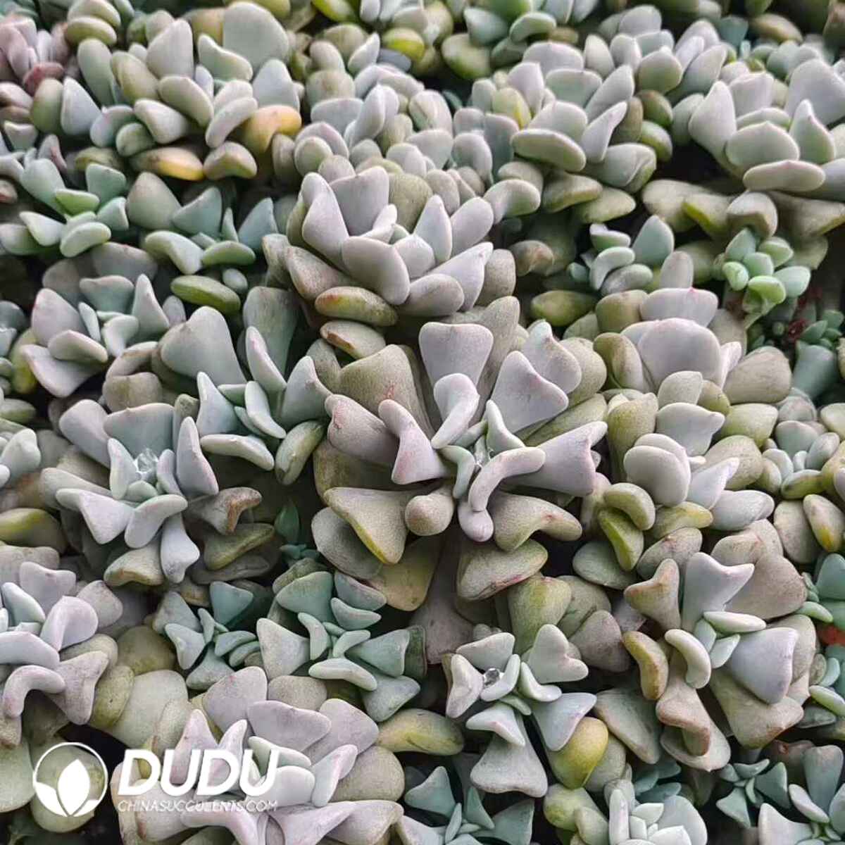 e201-97.jpg 500pcs Echeveria Exotics Cuttings - 画像 (1)
