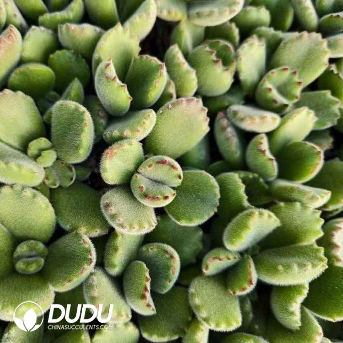 CO13628S30-SEL105.jpg 105pcs Cotyledon Green Bear Seedings - 画像 (1)