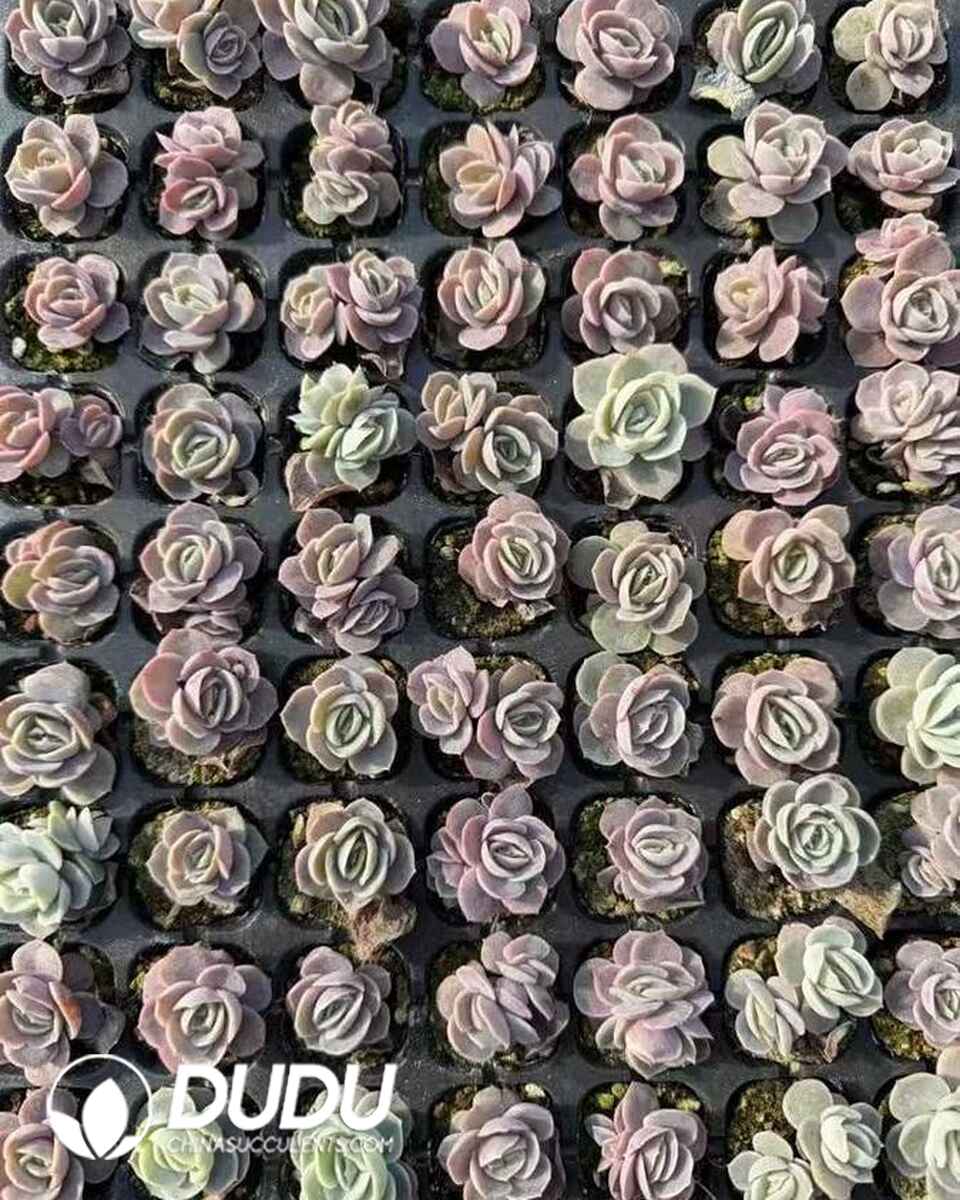 EC13615S30-SEL105.jpg 105pcs Echeveria Blue Surprise Seedings - 画像 (1)