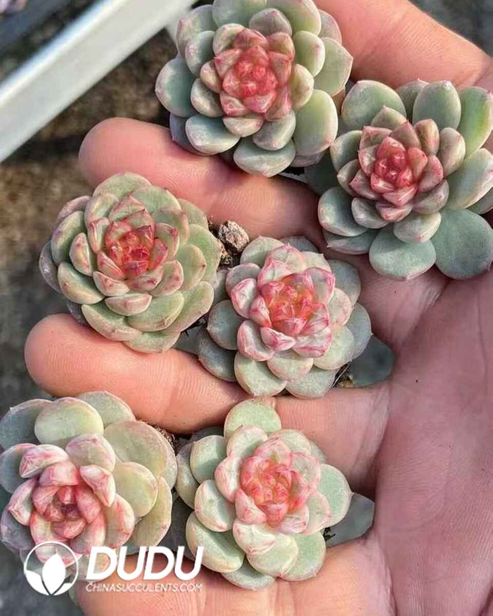 EC13617S30-SEL105.jpg 105pcs Echeveria Candied Hawthorn Seedings - 画像 (1)