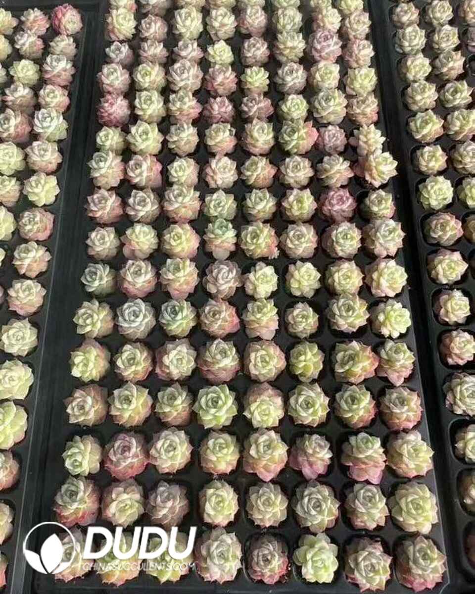 EC13624S30-SEL105.jpg 105pcs Echeveria Rose Fairy Seedings - 画像 (1)