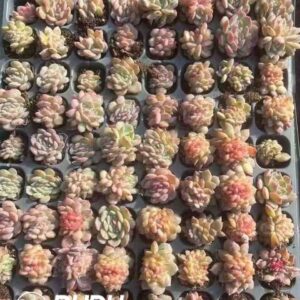 105 pcs Echeveria Red Amber Cristata Seedings