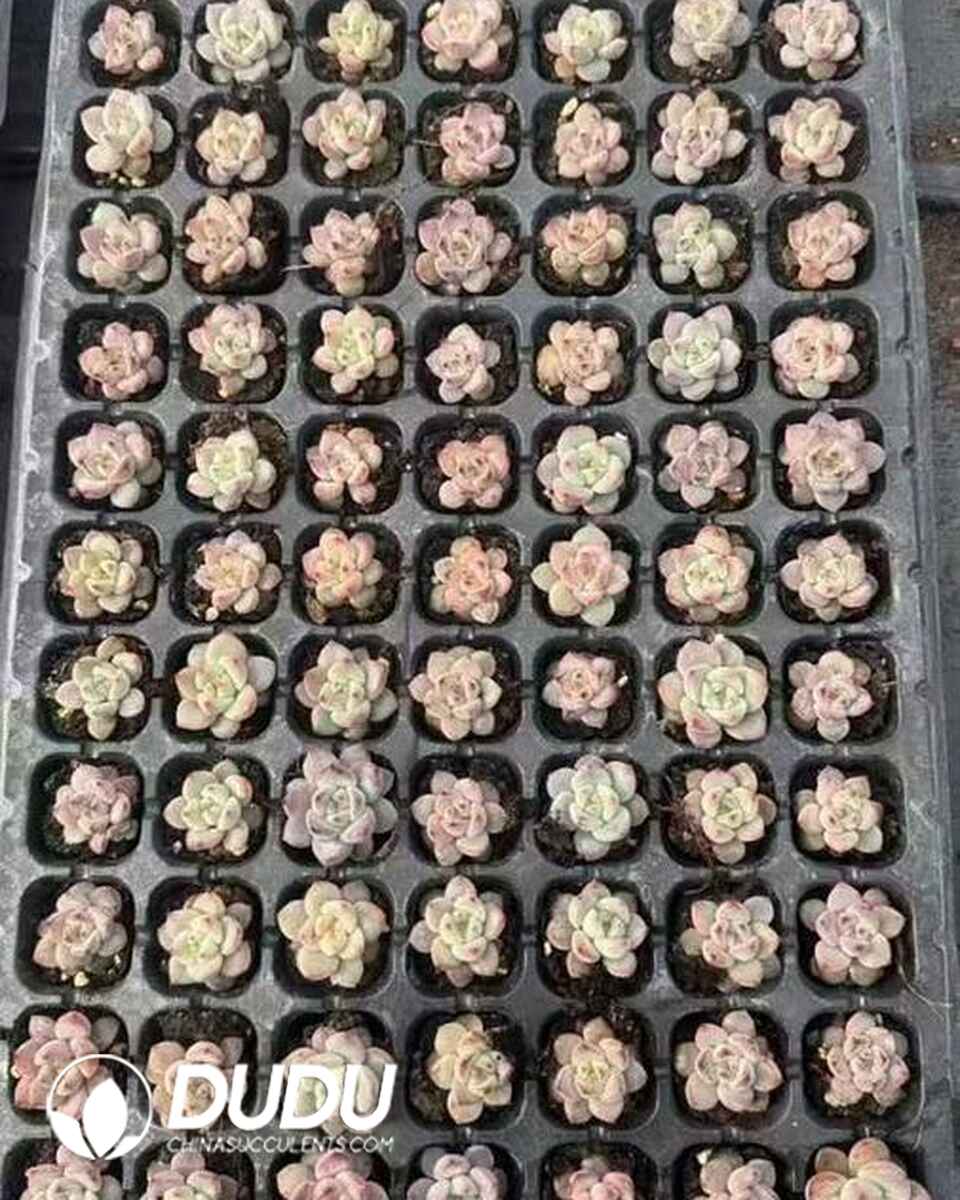 EC13644S30-SEL105.jpg 105 pcs Echeveria Daredevil Seedings - 画像 (1)