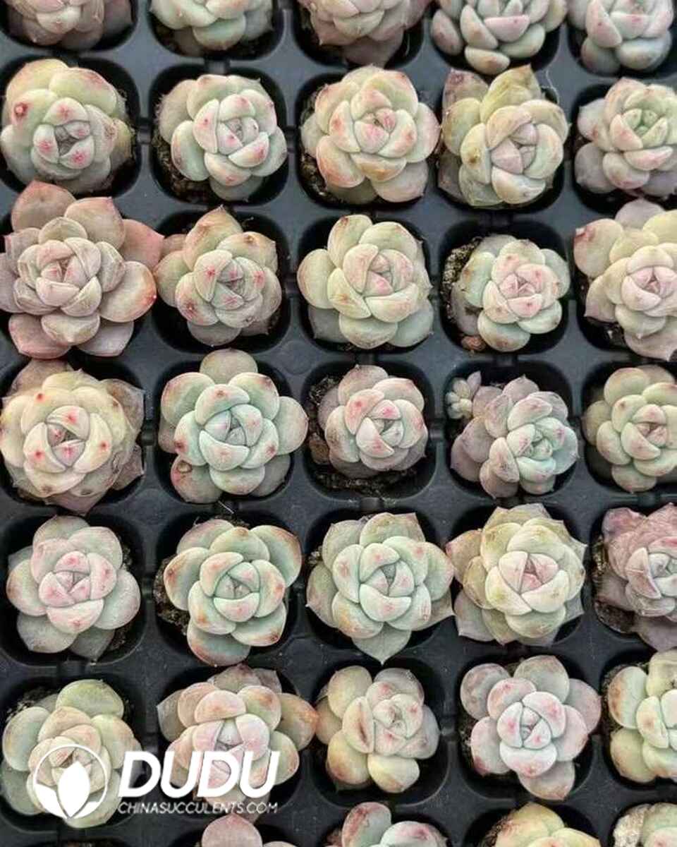 EC13651S30-SEL105.jpg 105 pcs Echeveria Strawberry Cake Seedings - 画像 (1)