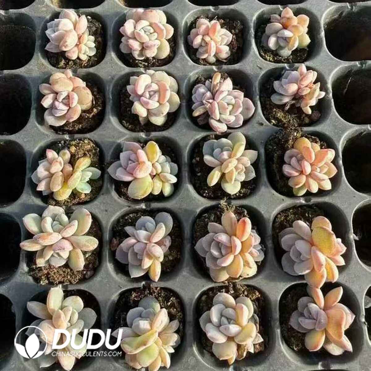 EC13652S30-SEL105.jpg 105 pcs Echeveria Milk tea double head Seedings - 画像 (1)