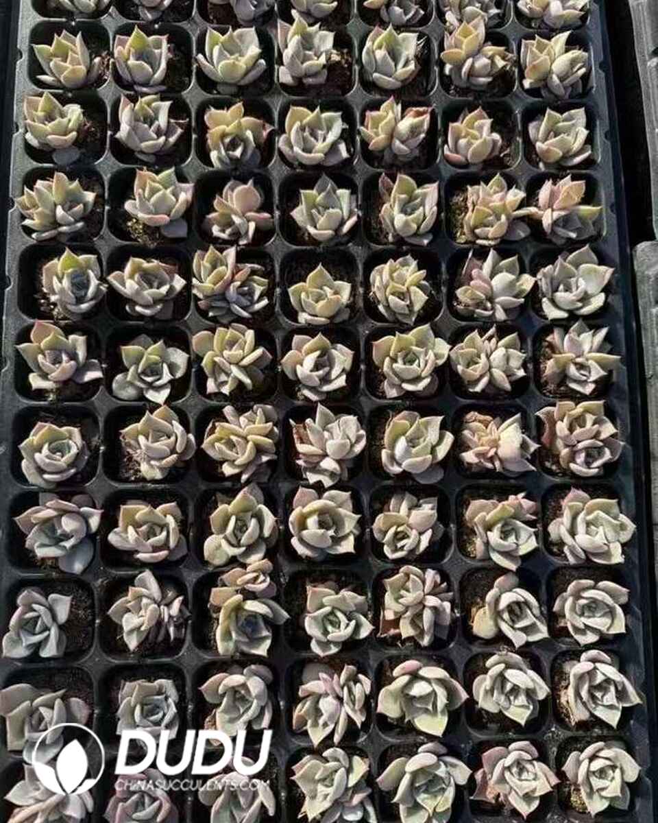 EC13653S30-SEL105.jpg 105 pcs Echeveria Lucy Seedings - 画像 (1)