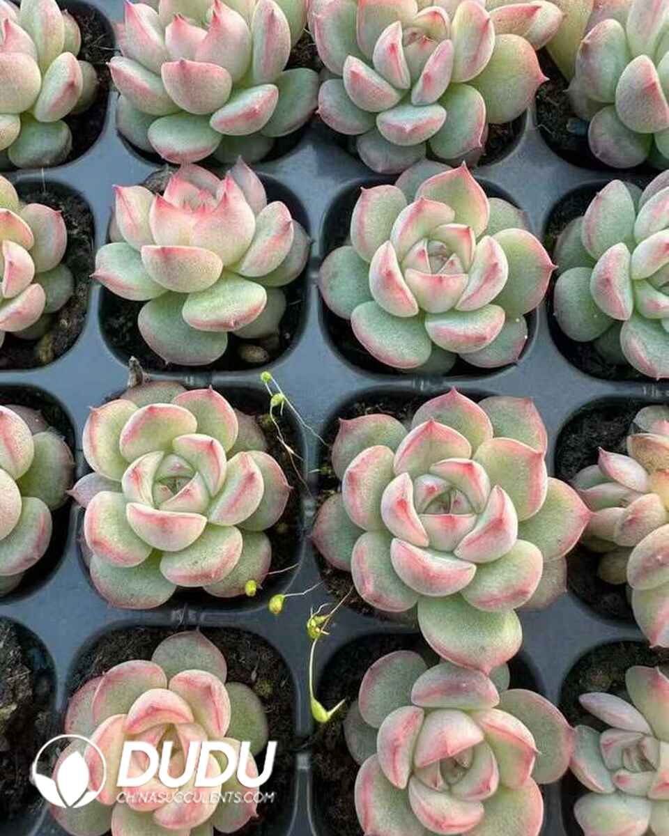 EC13654S30-SEL105.jpg 105 pcs Echeveria Jade Flute Seedings - 画像 (1)