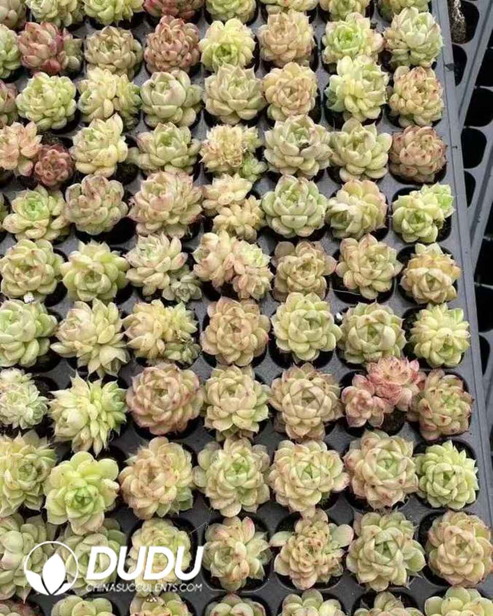 EC13657S30-SEL105.jpg 105pcs Echeveria Sow's Body Straw(1-2 Heads)Seedlings - 画像 (1)