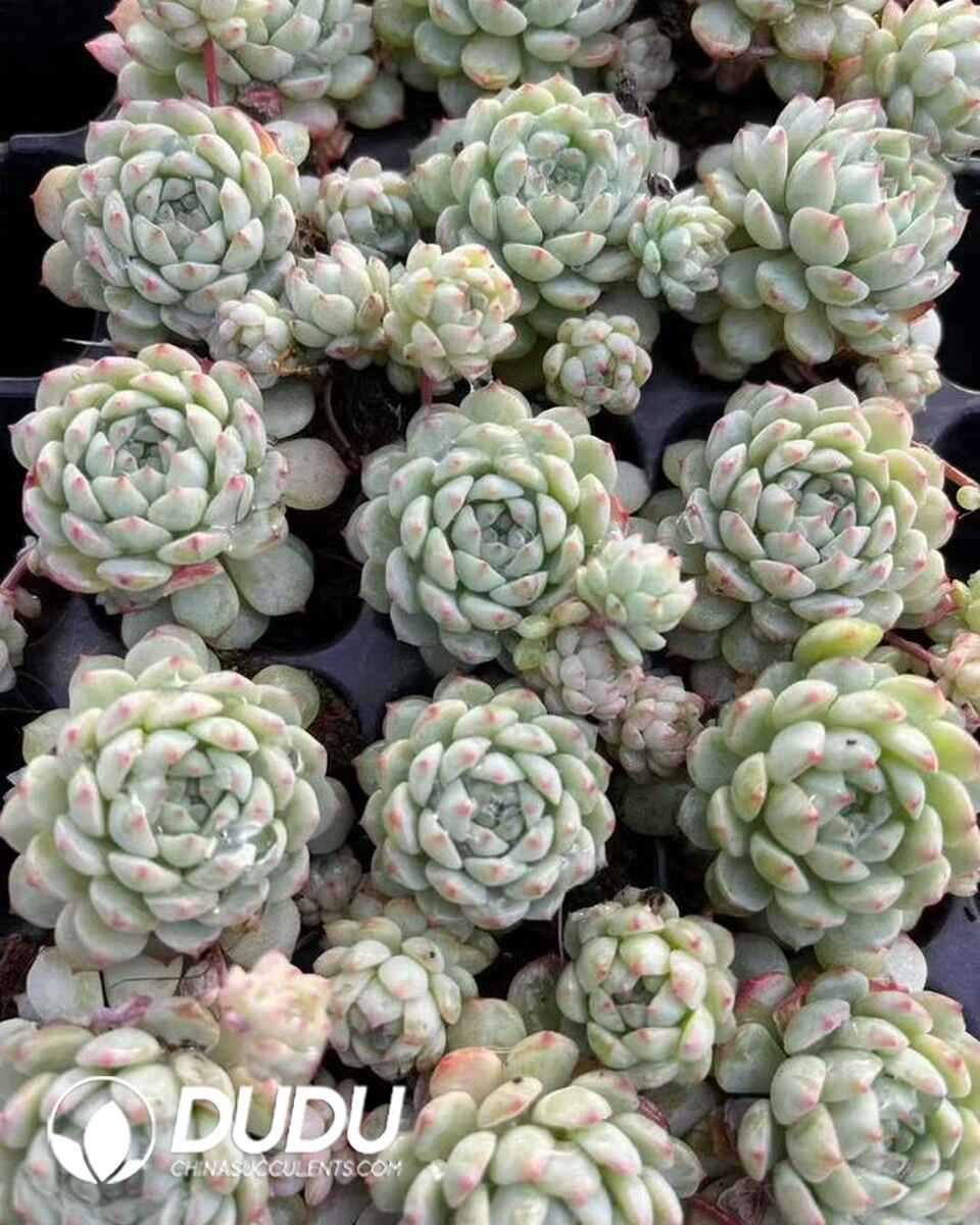 EC13672S30-SEL105.jpg 105pcs Echeveria Small Red Boat With Babies Seedlings - 画像 (1)