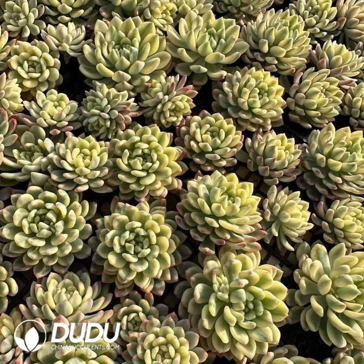 EC13679S30-CUT500.jpg 500pcs Echeveria cv. Blue Elf Vareigated Cuttings - 画像 (1)