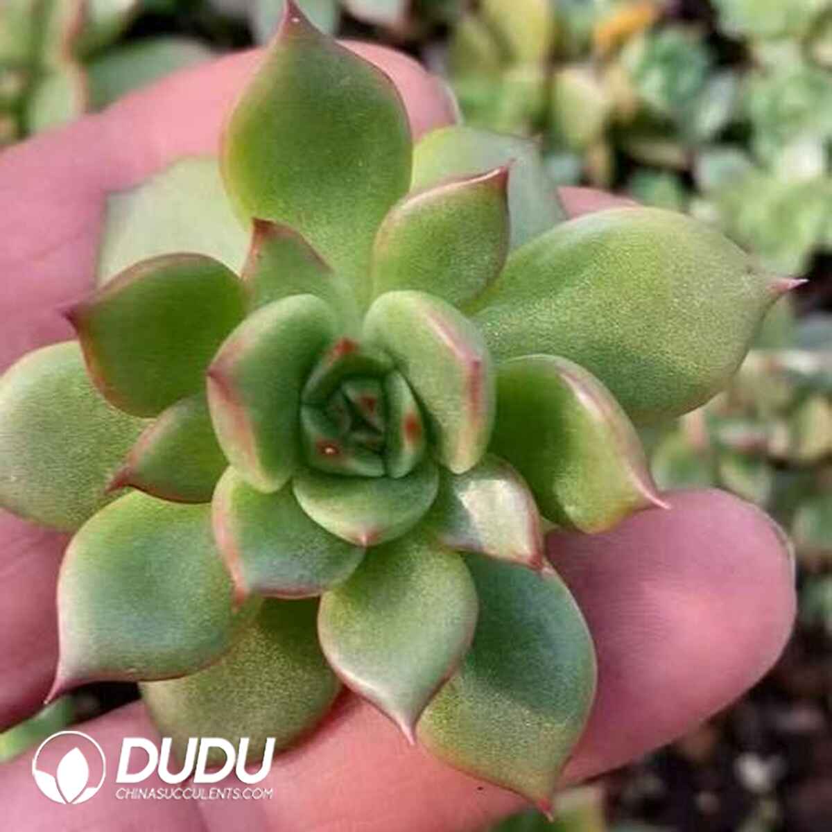 EC13689S30-CUT500.jpg 500pcs Echeveria Firefly Cuttings - 画像 (1)