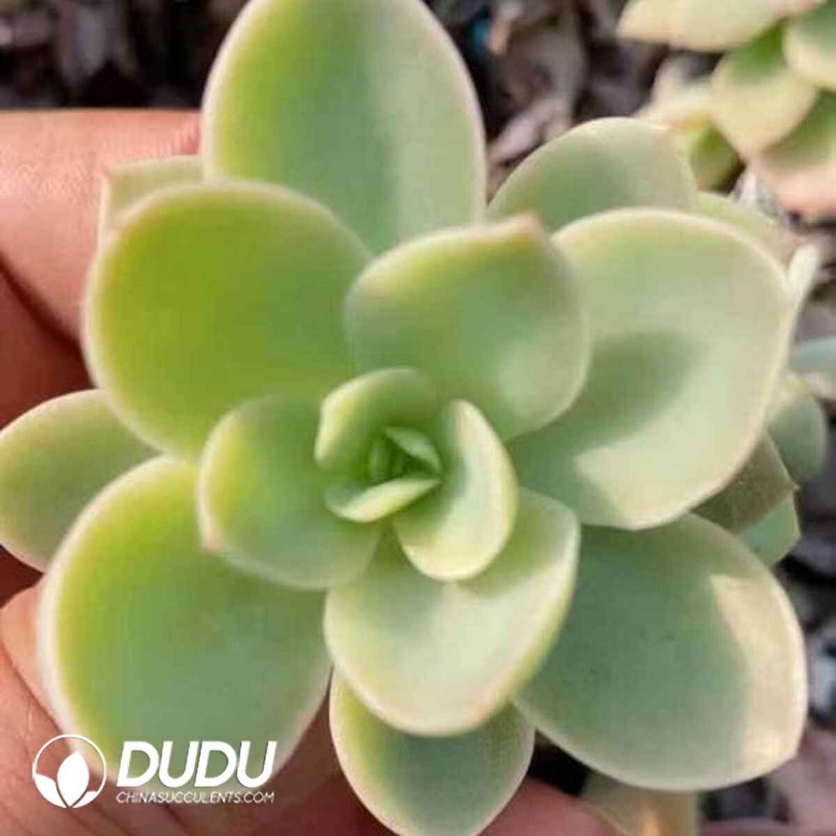 EC13690S30-CUT500.jpg 500pcs Echeveria Silk-Faced Sandpaper Cuttings - 画像 (1)