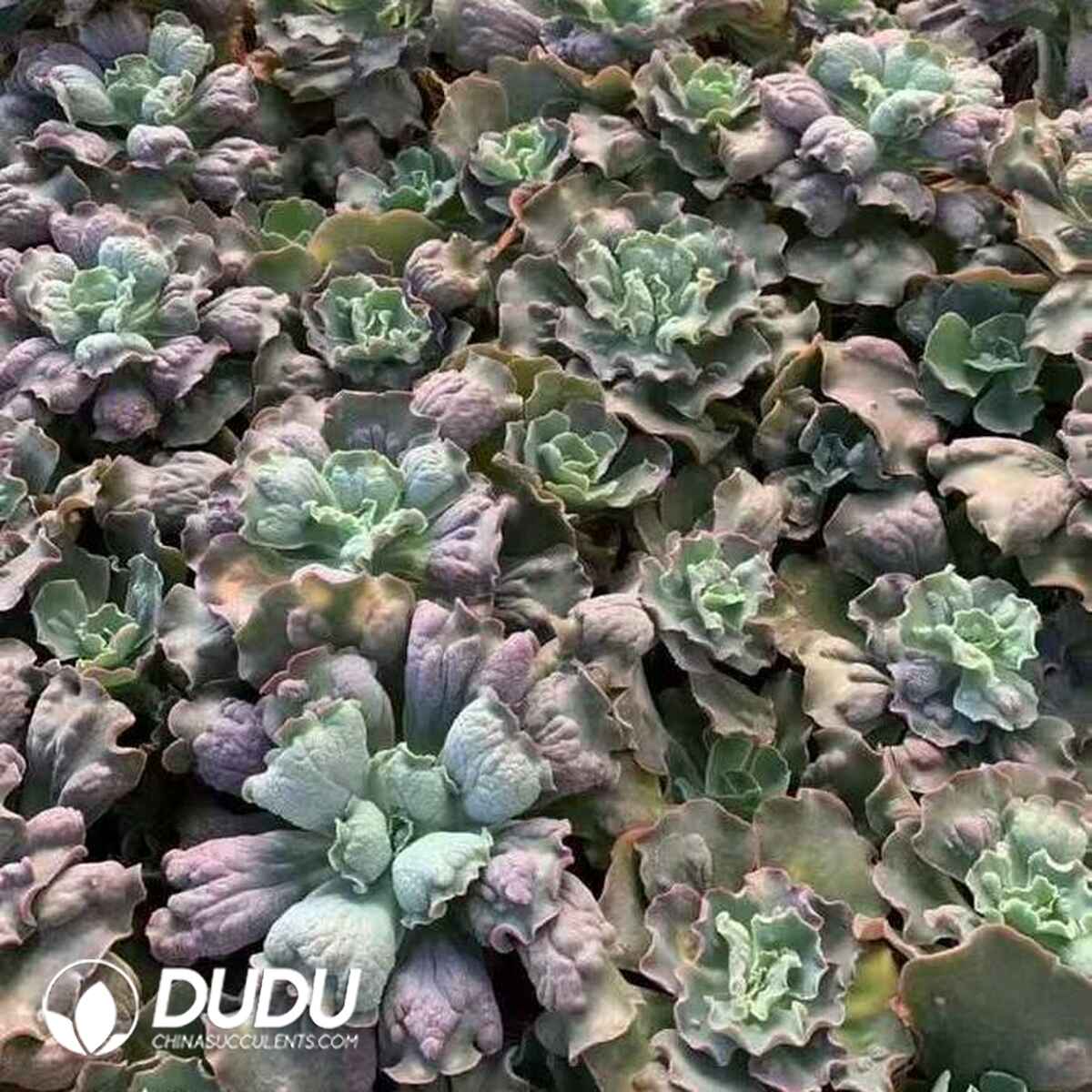 EC13691S30-CUT500.jpg 500pcs Echeveria Count Vail Cuttings - 画像 (1)